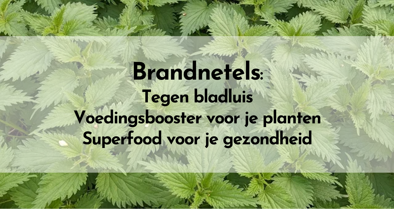 Brandnetels: van lastig onkruid tot tuin- en gezondheidswonder